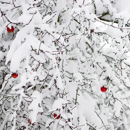Bindt Domek alpejski