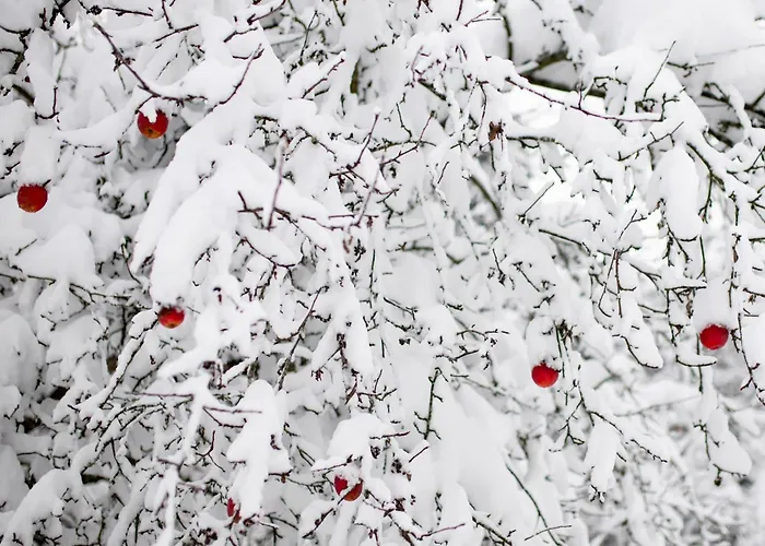 Bindt Domek alpejski